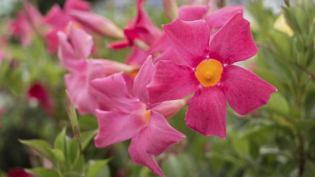 Dipladenia kann eine schöne Dekoration für Ihren Wintergarten oder Ihre Terrasse werden.