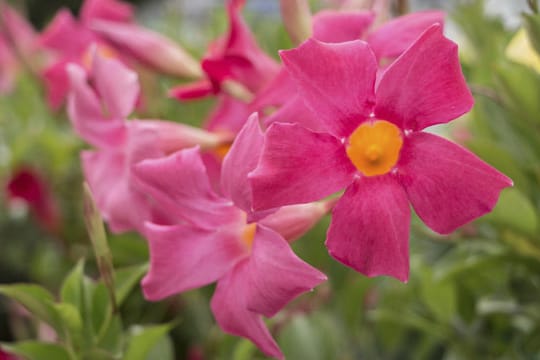 Dipladenia kann eine schöne Dekoration für Ihren Wintergarten oder Ihre Terrasse werden.