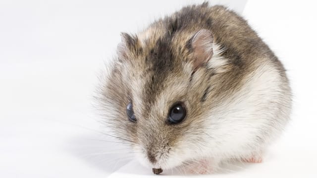 Chinesische Streifenhamster gelten als besonders zutraulich