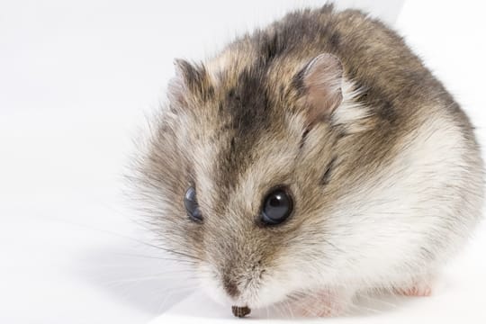 Chinesische Streifenhamster gelten als besonders zutraulich