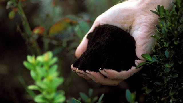 Terra Preta, die "Wundererde" aus Brasilien soll das Düngen ersparen.