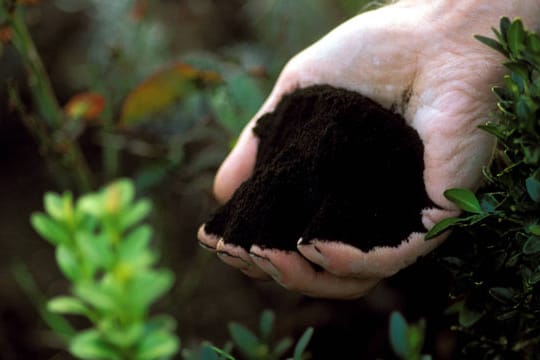 Terra Preta, die "Wundererde" aus Brasilien soll das Düngen ersparen.