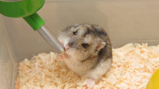 Bei der Einrichtung des Hamsterkäfigs darf die Trinkflasche natürlich nicht vergessen werden