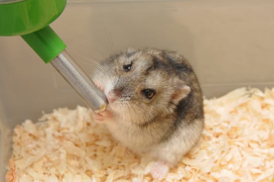 Bei der Einrichtung des Hamsterkäfigs darf die Trinkflasche natürlich nicht vergessen werden