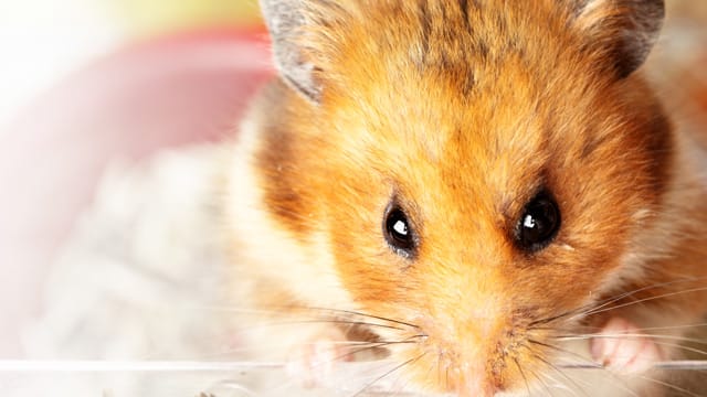 Goldhamster werden als Haustiere immer wieder unterschätzt: Vor dem Kauf sollten Sie bereits einiges bedenken