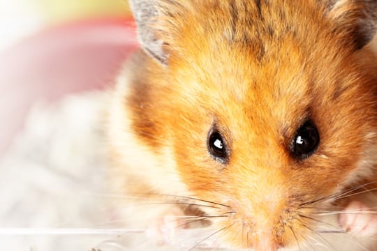 Goldhamster werden als Haustiere immer wieder unterschätzt: Vor dem Kauf sollten Sie bereits einiges bedenken