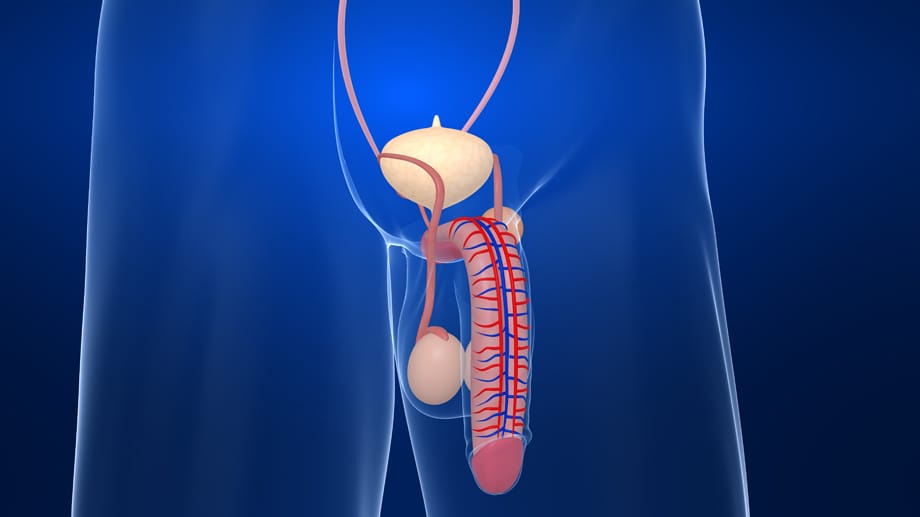 Ein künstlicher Penis aus dem Labor? Möglicherweise ist das bald schon möglich.