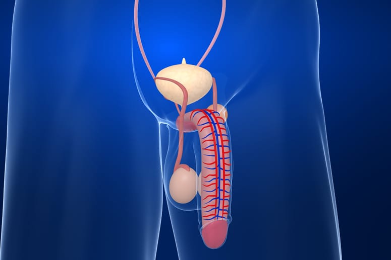 Ein künstlicher Penis aus dem Labor? Möglicherweise ist das bald schon möglich.