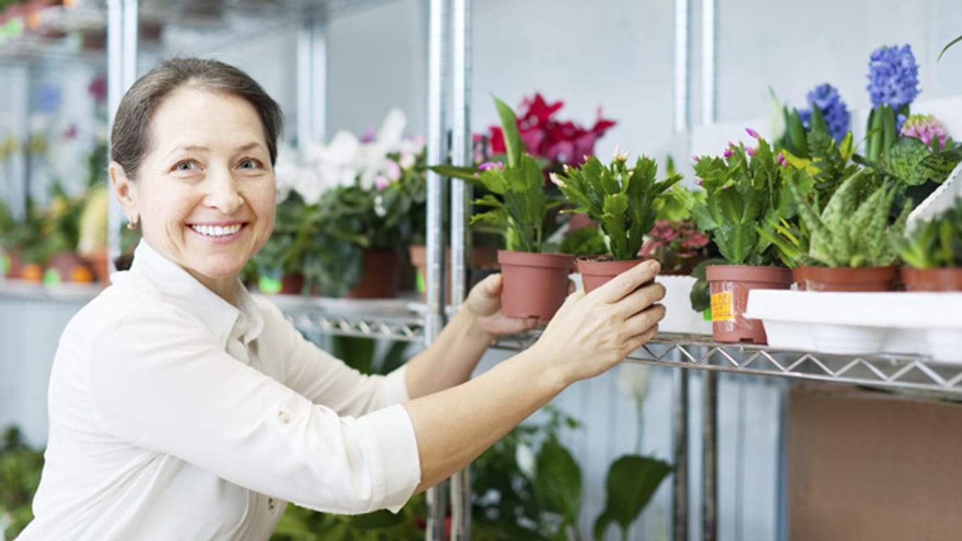 Bevor Sie einen Kaktus kaufen, sollten Sie sicherstellen, dass Ihr Zuhause die richtigen Bedingungen für den Sukkulenten bietet