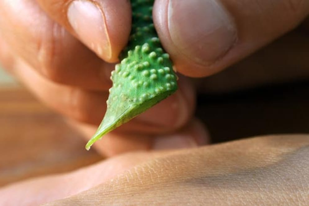Aus den Blättern der Aloe vera wird ein Extrakt gewonnen, der sowohl im medizinischen als auch im Beautybereich Einsatz findet.