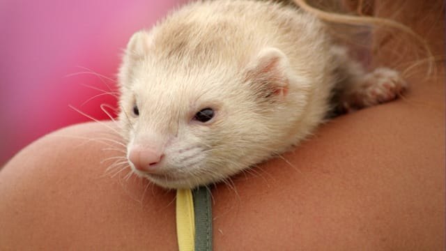 Im Alter werden Frettchen ruhiger und wollen mehr kuscheln