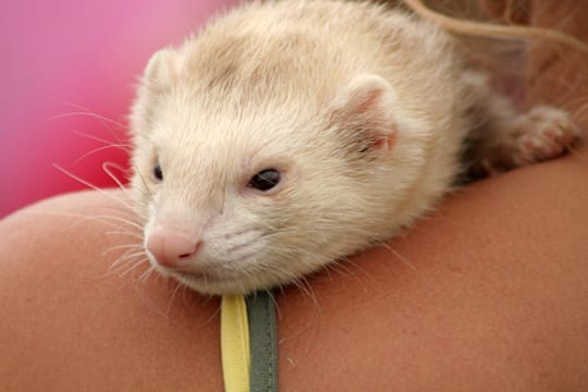 Im Alter werden Frettchen ruhiger und wollen mehr kuscheln