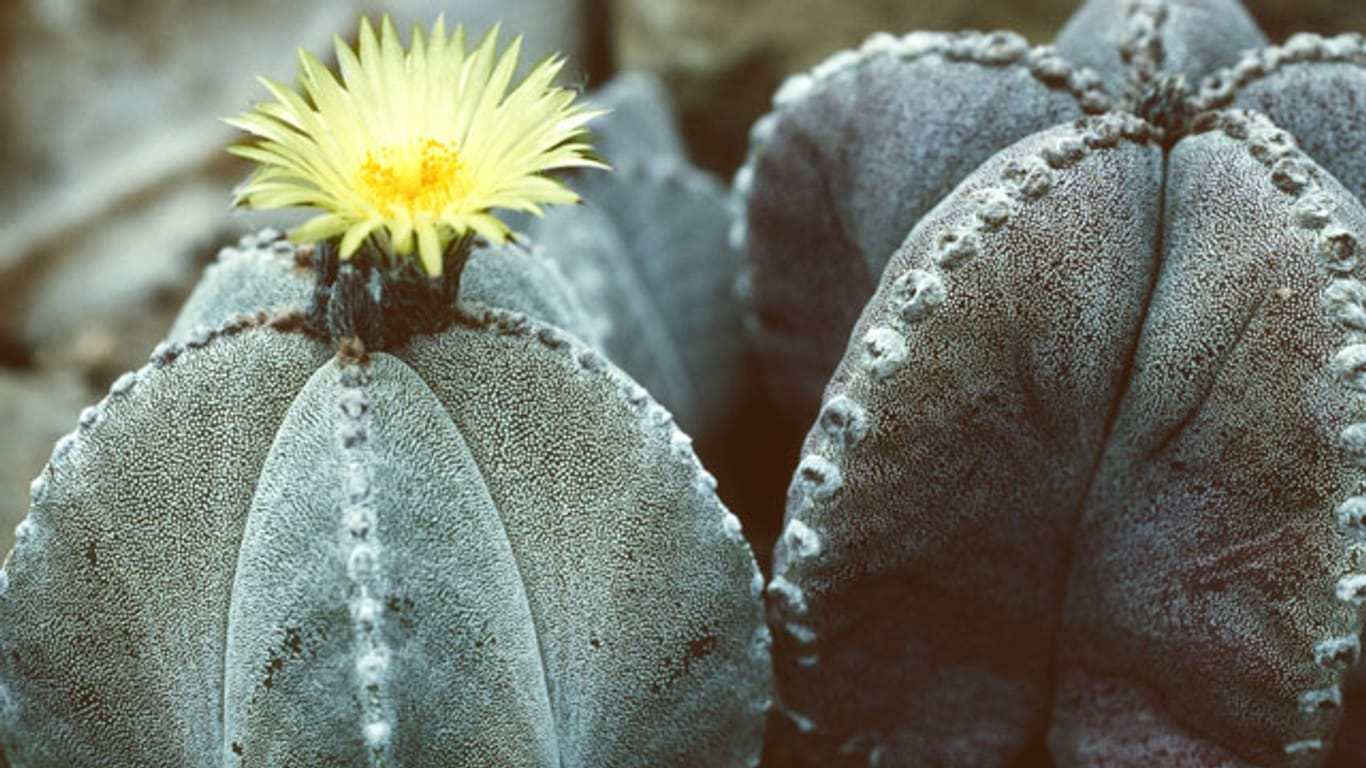 Der Astrophytum ist ein aus Mexiko stammender, kugelrunder Kaktus mit einer besonderen Form