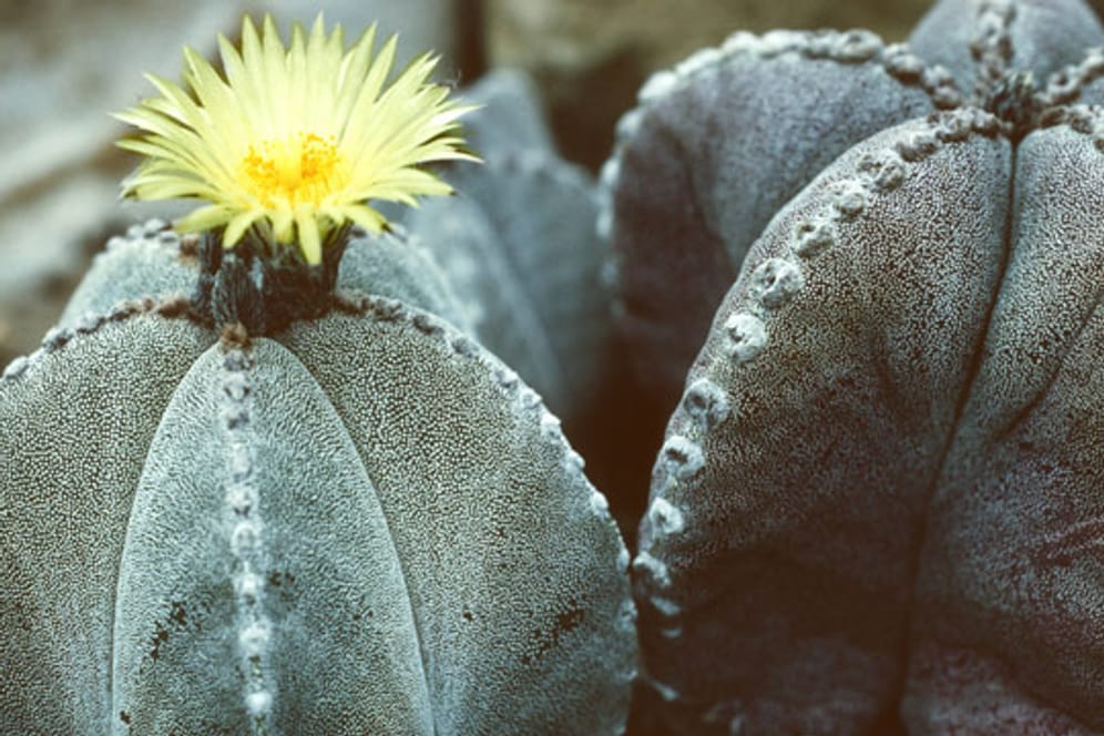 Der Astrophytum ist ein aus Mexiko stammender, kugelrunder Kaktus mit einer besonderen Form