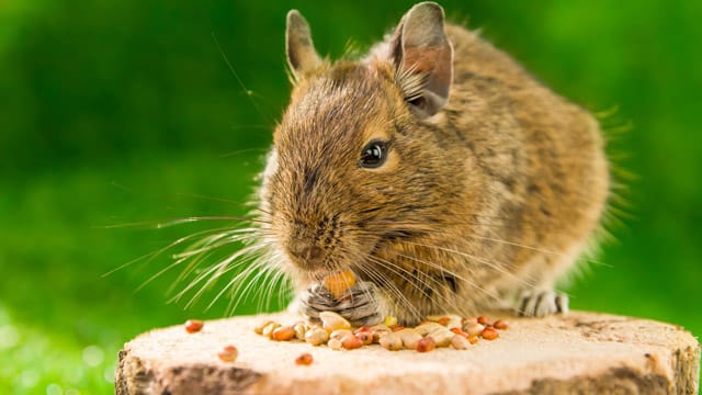 Die Anschaffung von Degus sollte gut überlegt sein