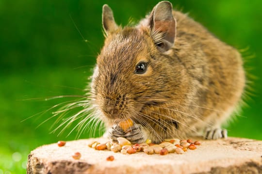 Die Anschaffung von Degus sollte gut überlegt sein