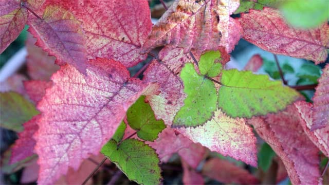 Im Herbst nimmt der Grünanteil in Blättern immer mehr ab und es wird bunt im Garten.