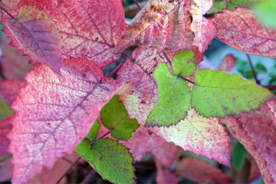 Im Herbst nimmt der Grünanteil in Blättern immer mehr ab und es wird bunt im Garten.