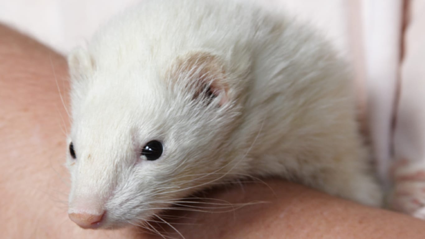 Die Black-Eyed-White-Frettchen können leicht mit den Albino-Frettchen verwechselt werden, dabei haben sie dunkle Augen