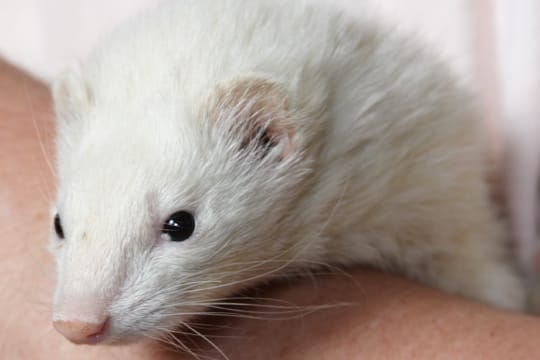 Die Black-Eyed-White-Frettchen können leicht mit den Albino-Frettchen verwechselt werden, dabei haben sie dunkle Augen