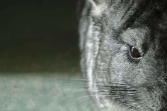 Alternde Chinchillas benötigen besonders viel Pflege und Unterstützung