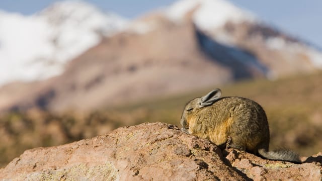 Beheimatet sind Chinchillas in den Hochebenen der Anden, wo sie Höhlen und Felsspalten bewohnen