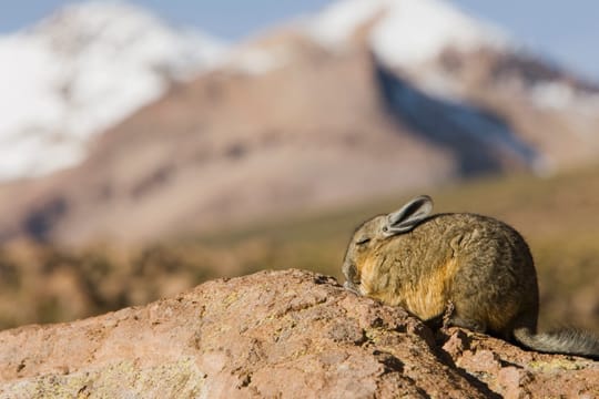 Beheimatet sind Chinchillas in den Hochebenen der Anden, wo sie Höhlen und Felsspalten bewohnen