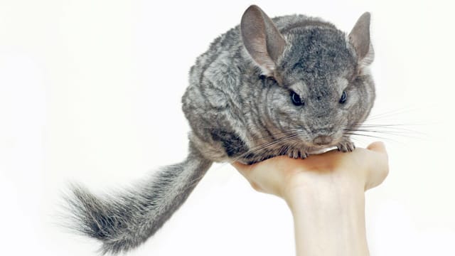 Wenn Kinder ungewollt zu fest zupacken, können Kleintiere wie Chinchillas verletzt werden