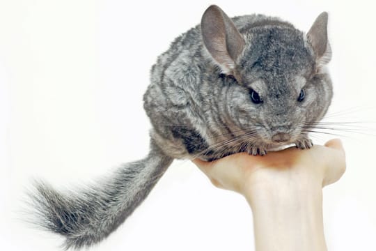 Wenn Kinder ungewollt zu fest zupacken, können Kleintiere wie Chinchillas verletzt werden