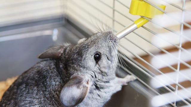 Neben dem passenden Futter brauchen Chinchillas frisches Wasser – am besten aus einer Trinkflasche, wo es nicht verschmutzt wird