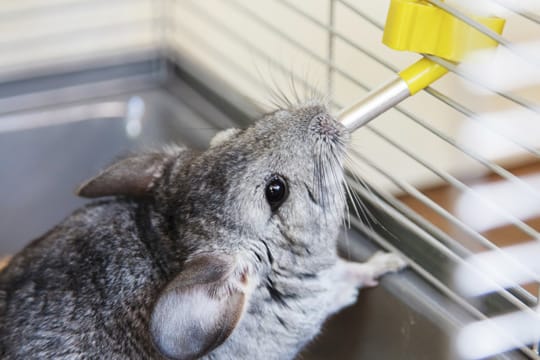 Neben dem passenden Futter brauchen Chinchillas frisches Wasser – am besten aus einer Trinkflasche, wo es nicht verschmutzt wird