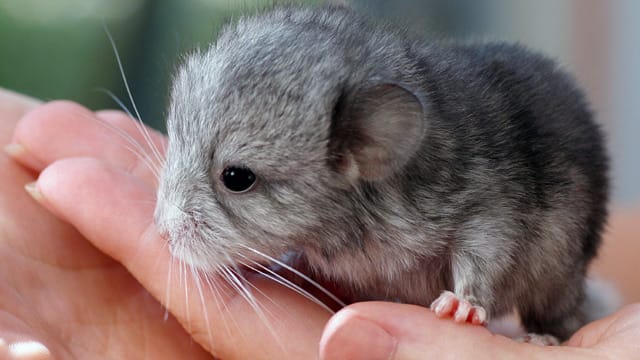 Chinchilla-Babys können Sie häufig schon mit wenigen Tagen auf den Arm nehmen und so an Menschen gewöhnen – sofern die Mutter das zulässt