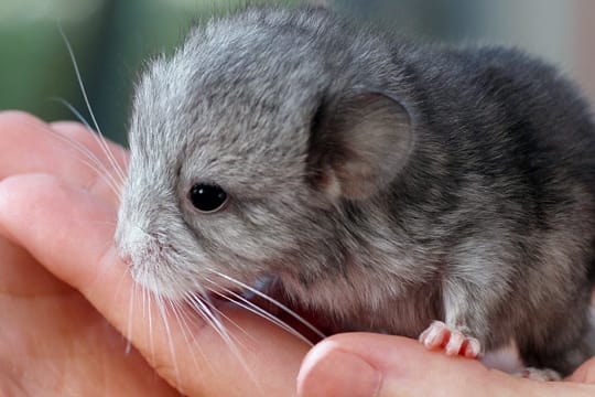 Chinchilla-Babys können Sie häufig schon mit wenigen Tagen auf den Arm nehmen und so an Menschen gewöhnen – sofern die Mutter das zulässt