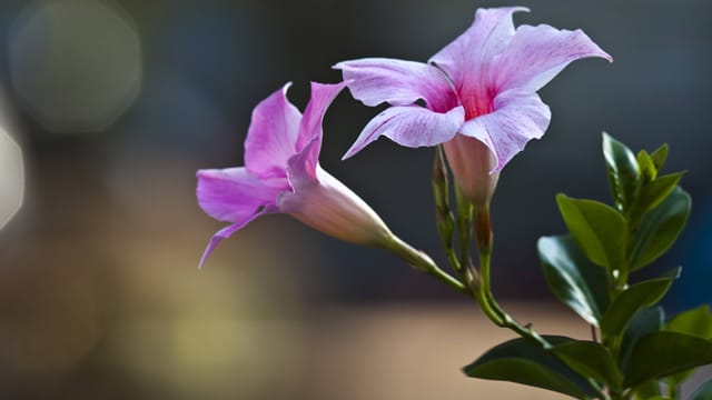 Der Rückschnitt der Dipladenia ist wichtig, da sich vor allem an den frischen Trieben Blüten bilden.