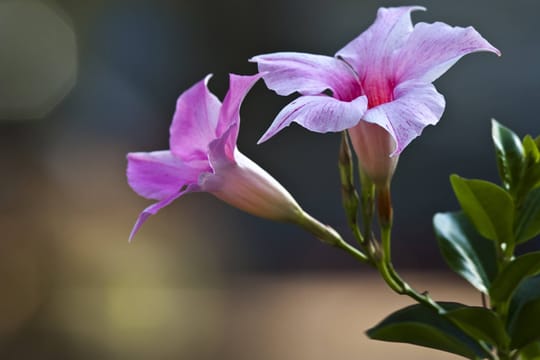 Der Rückschnitt der Dipladenia ist wichtig, da sich vor allem an den frischen Trieben Blüten bilden.