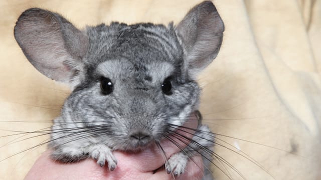 Wenn Sie sich mit Ihrem Chinchilla beschäftigen und sein Verhalten beobachten, wird Ihnen einen Krankheit schneller auffallen