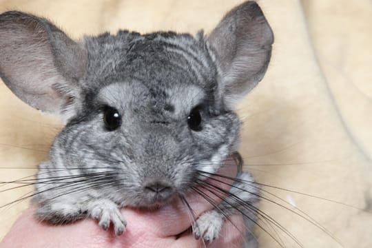 Wenn Sie sich mit Ihrem Chinchilla beschäftigen und sein Verhalten beobachten, wird Ihnen einen Krankheit schneller auffallen