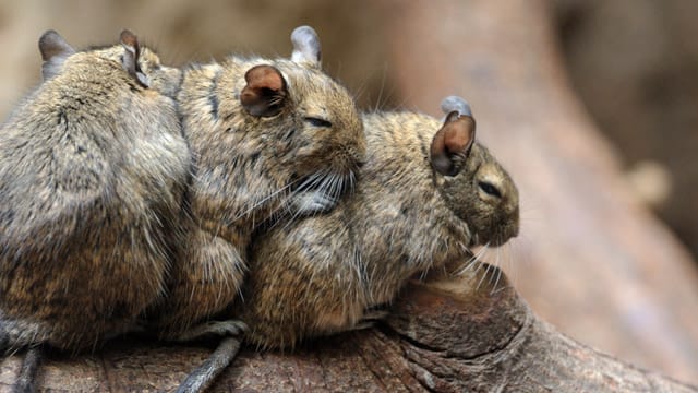 Chinchillas leben gerne in Gruppen und kuscheln gerne – trotzdem kann es zu Antipathien kommen