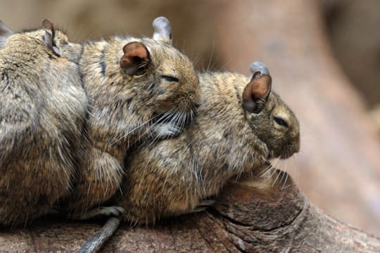 Chinchillas leben gerne in Gruppen und kuscheln gerne – trotzdem kann es zu Antipathien kommen