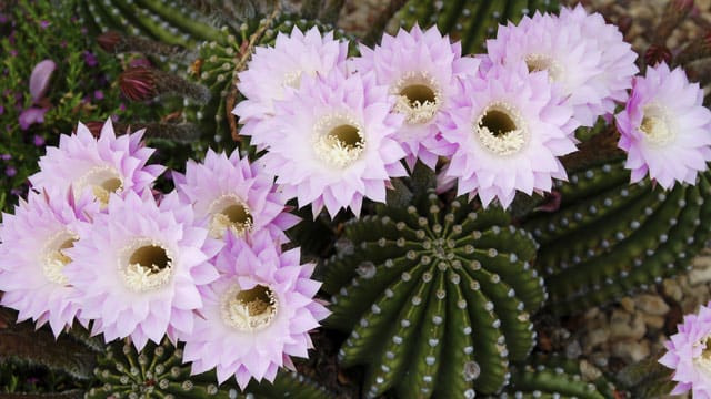 Mit wenig Pflege können Sie die Schönheit der Echinopsis-Blüten genießen.