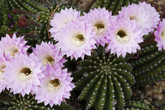 Mit wenig Pflege können Sie die Schönheit der Echinopsis-Blüten genießen.