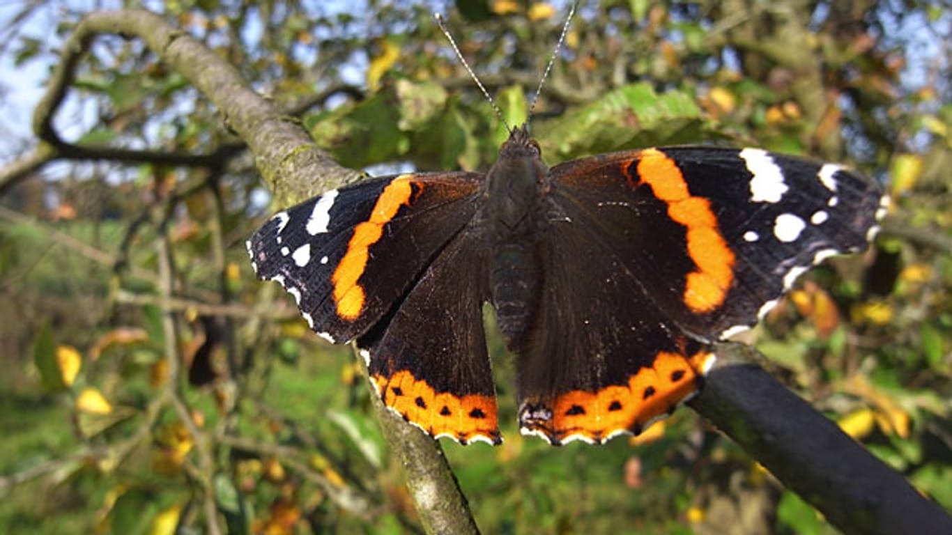 Was im Herbst vertrocknet aussieht, ist für den Schmetterling jetzt wichtiges Nahrungsmittel.