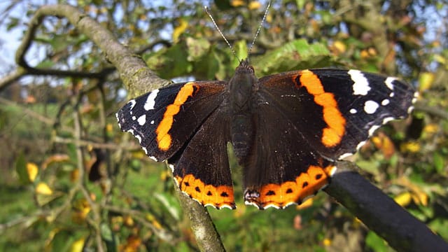 Was im Herbst vertrocknet aussieht, ist für den Schmetterling jetzt wichtiges Nahrungsmittel.