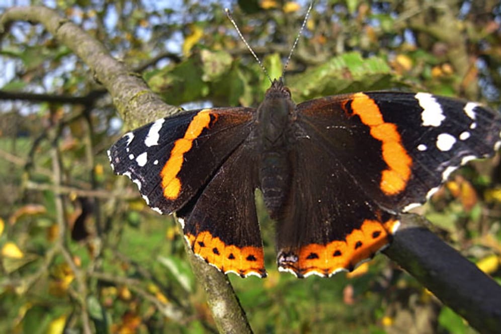Was im Herbst vertrocknet aussieht, ist für den Schmetterling jetzt wichtiges Nahrungsmittel.