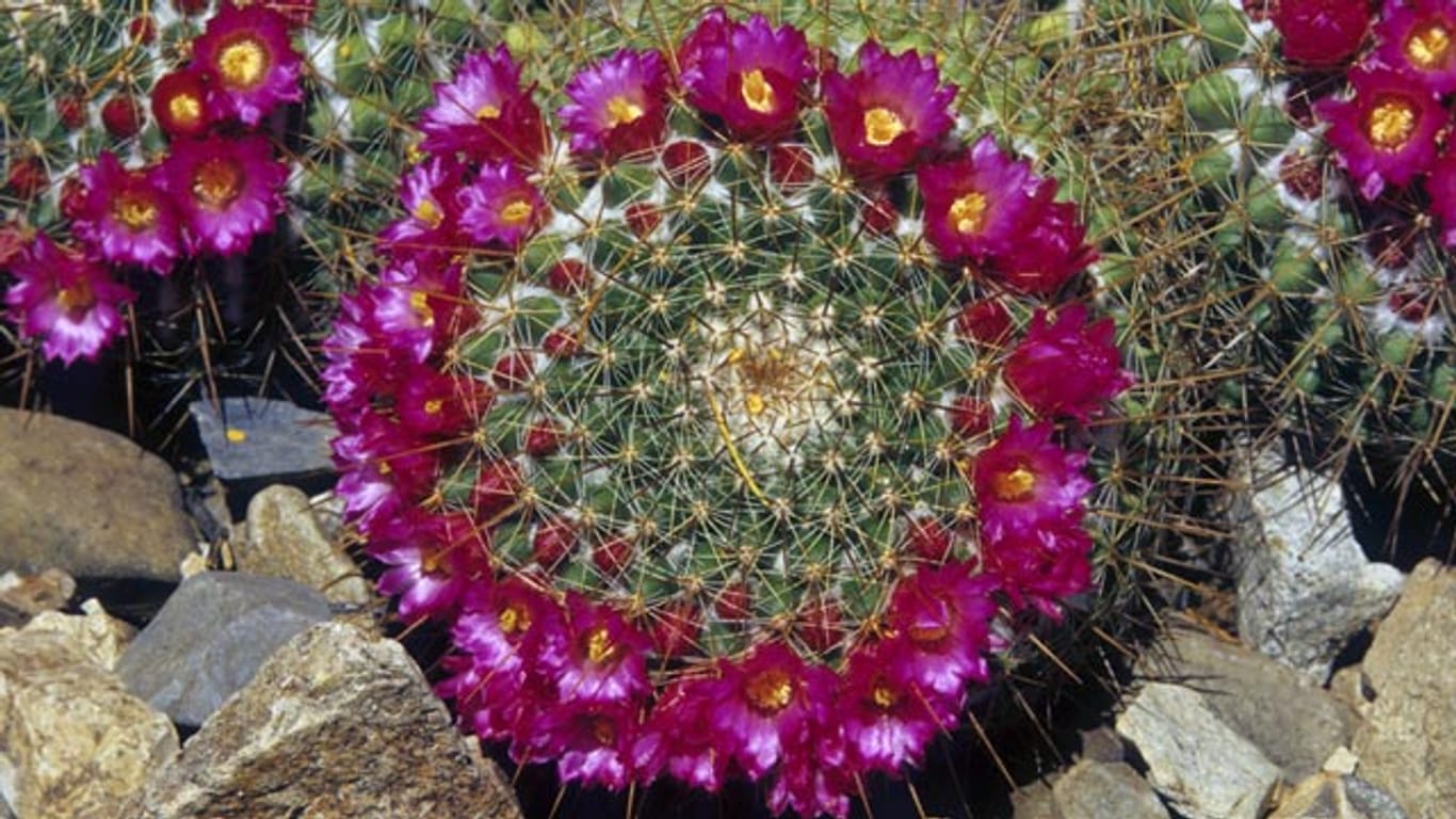 Der Warzenkaktus ist in der Zeit vom Frühjahr bis Frühsommer mit glockenförmigen Blüten geschmückt.