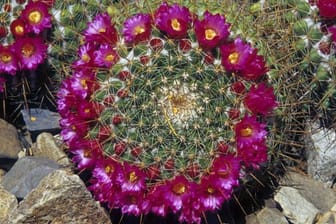 Der Warzenkaktus ist in der Zeit vom Frühjahr bis Frühsommer mit glockenförmigen Blüten geschmückt.