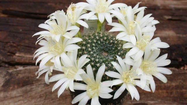 Alle kleinwüchsige Kakteen der Gattung Rebutia haben große hübsche Blüten.