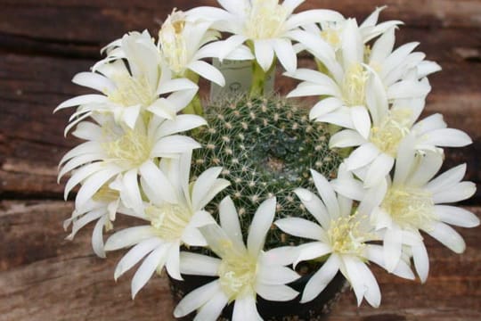 Alle kleinwüchsige Kakteen der Gattung Rebutia haben große hübsche Blüten.