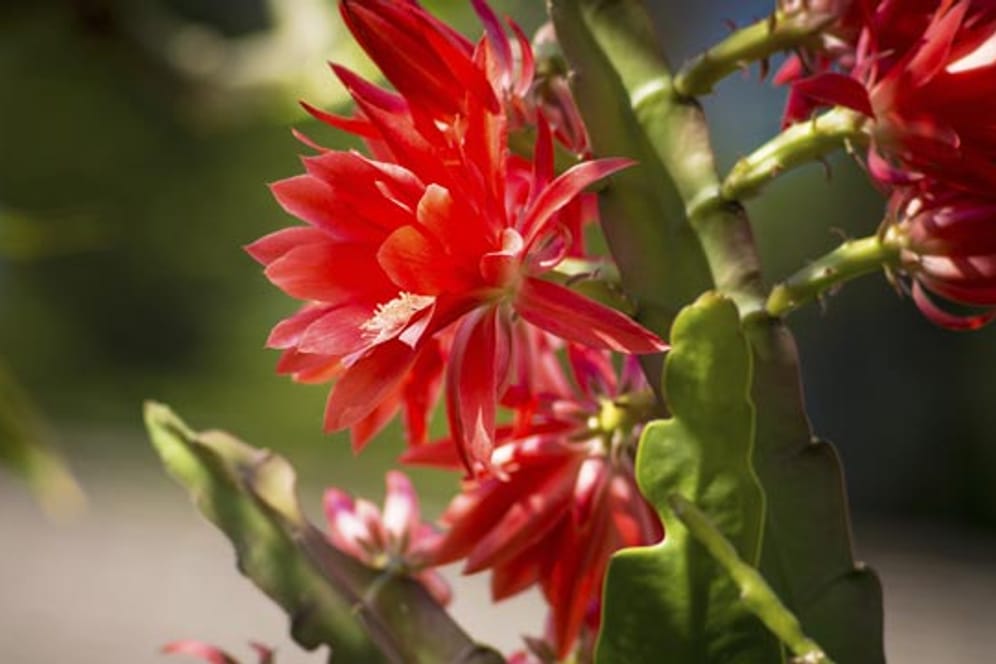Die hübschen Blüten von Rhipsalis sind nur von kurzer Dauer, verströmen aber einen angenehmen Duft.