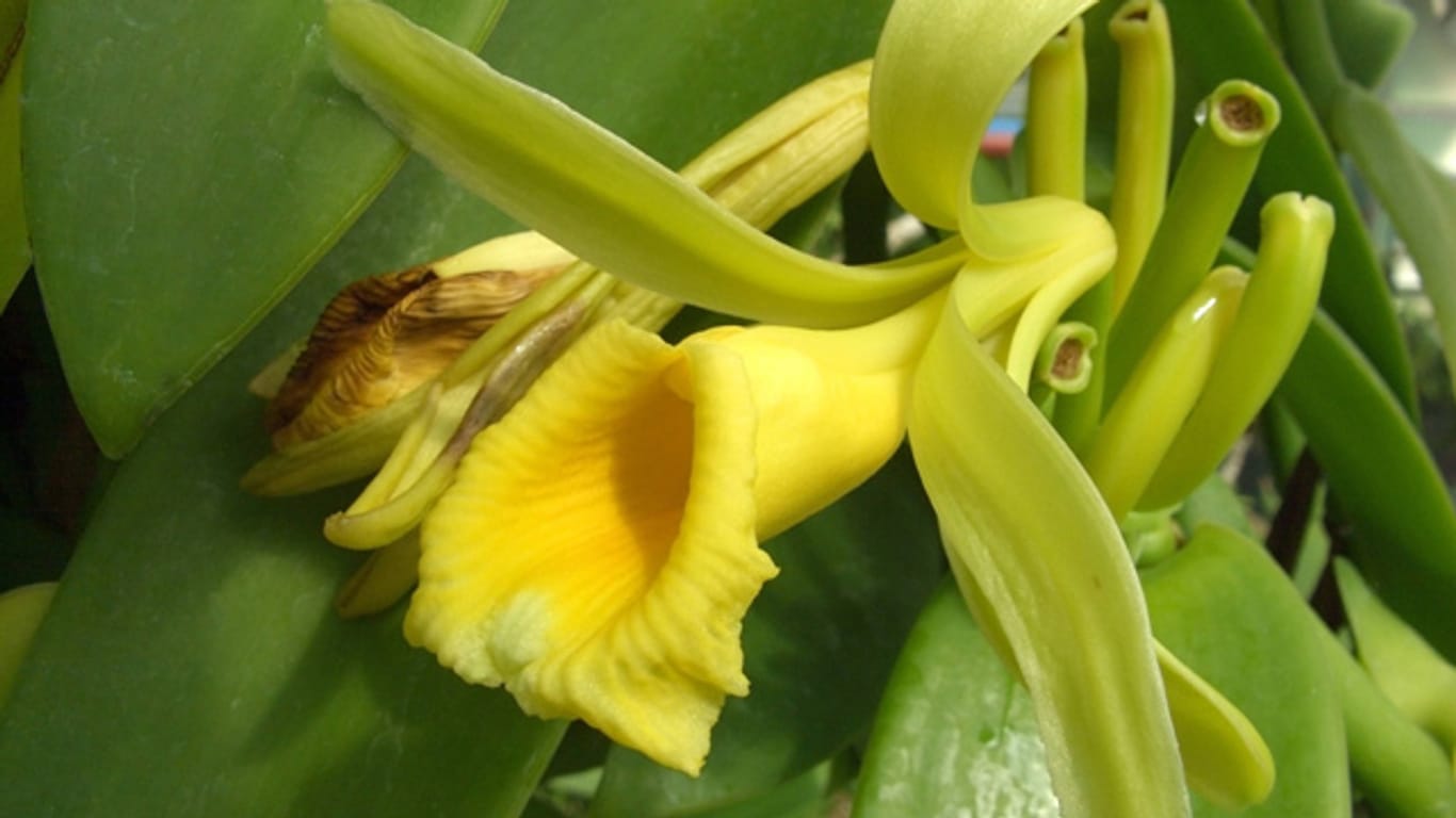 Die cremegelben Blüten der echten Vanille duften sehr angenehm